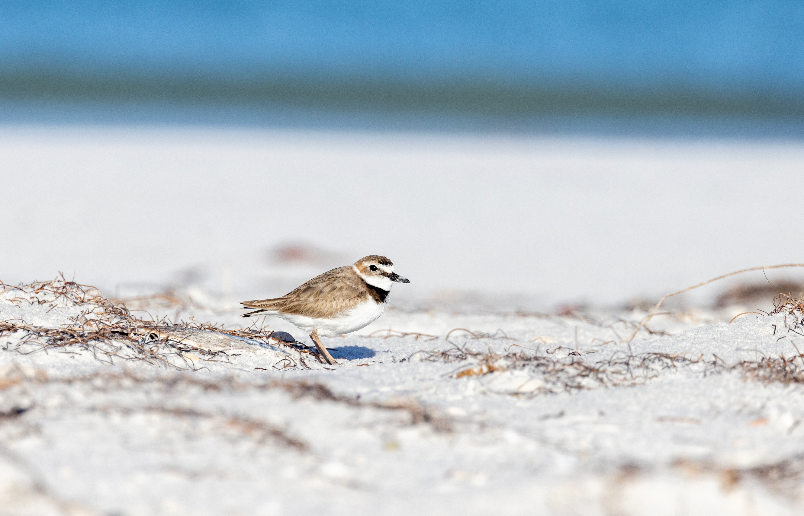 Wilson's plover on the sand